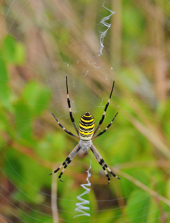Argiope bruennichi  - Corso